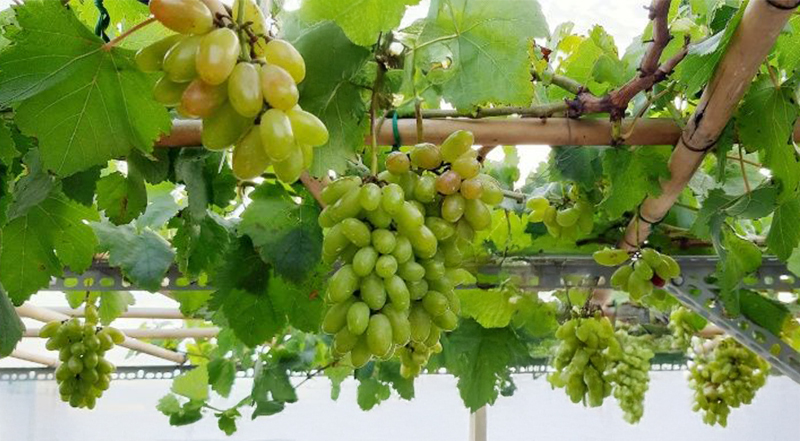 Cách chăm sóc cây nho trên sân thượng: Cắt cành, xử lý ra hoa, bón phân đúng cách